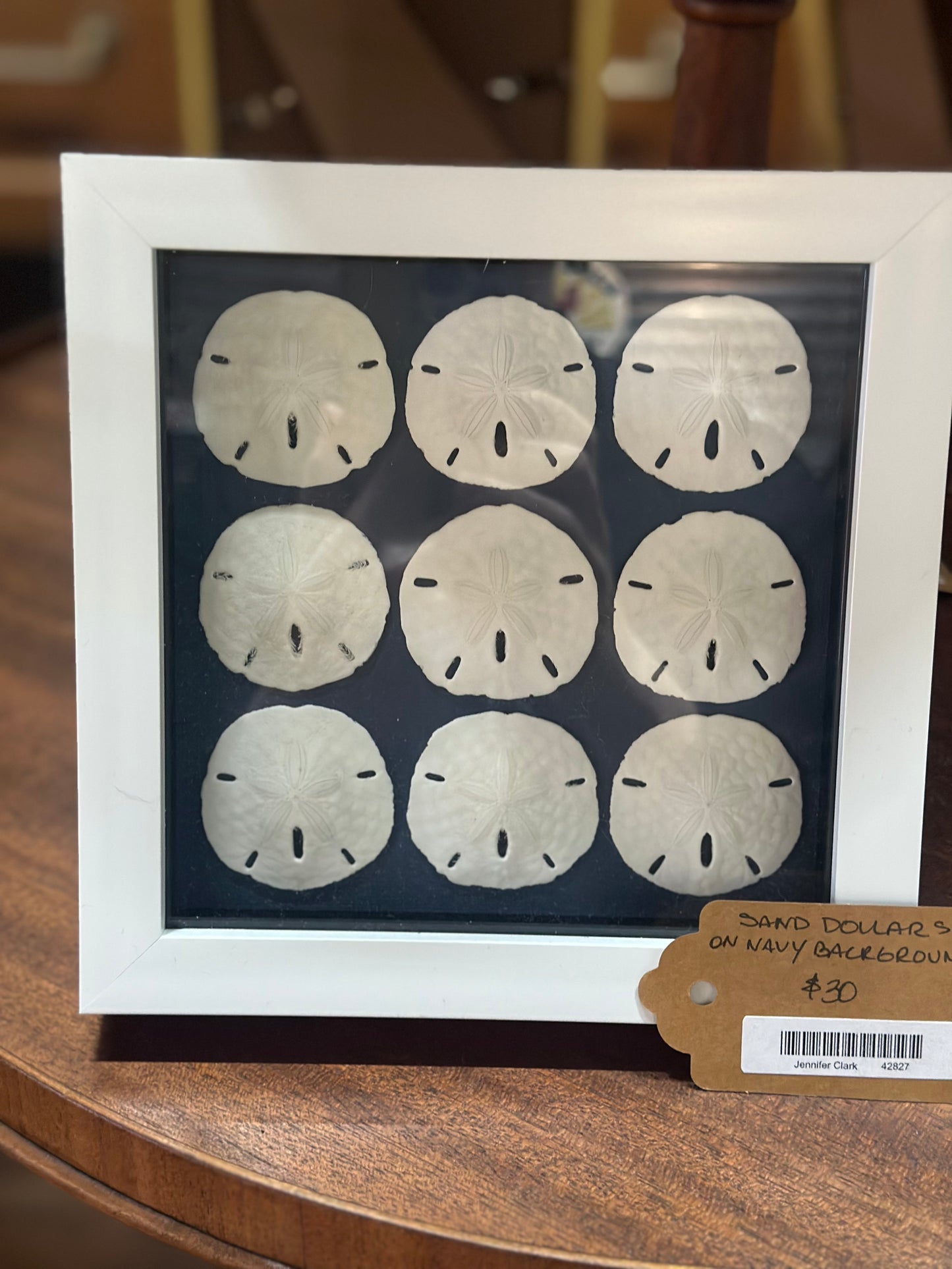 Framed Sand Dollars