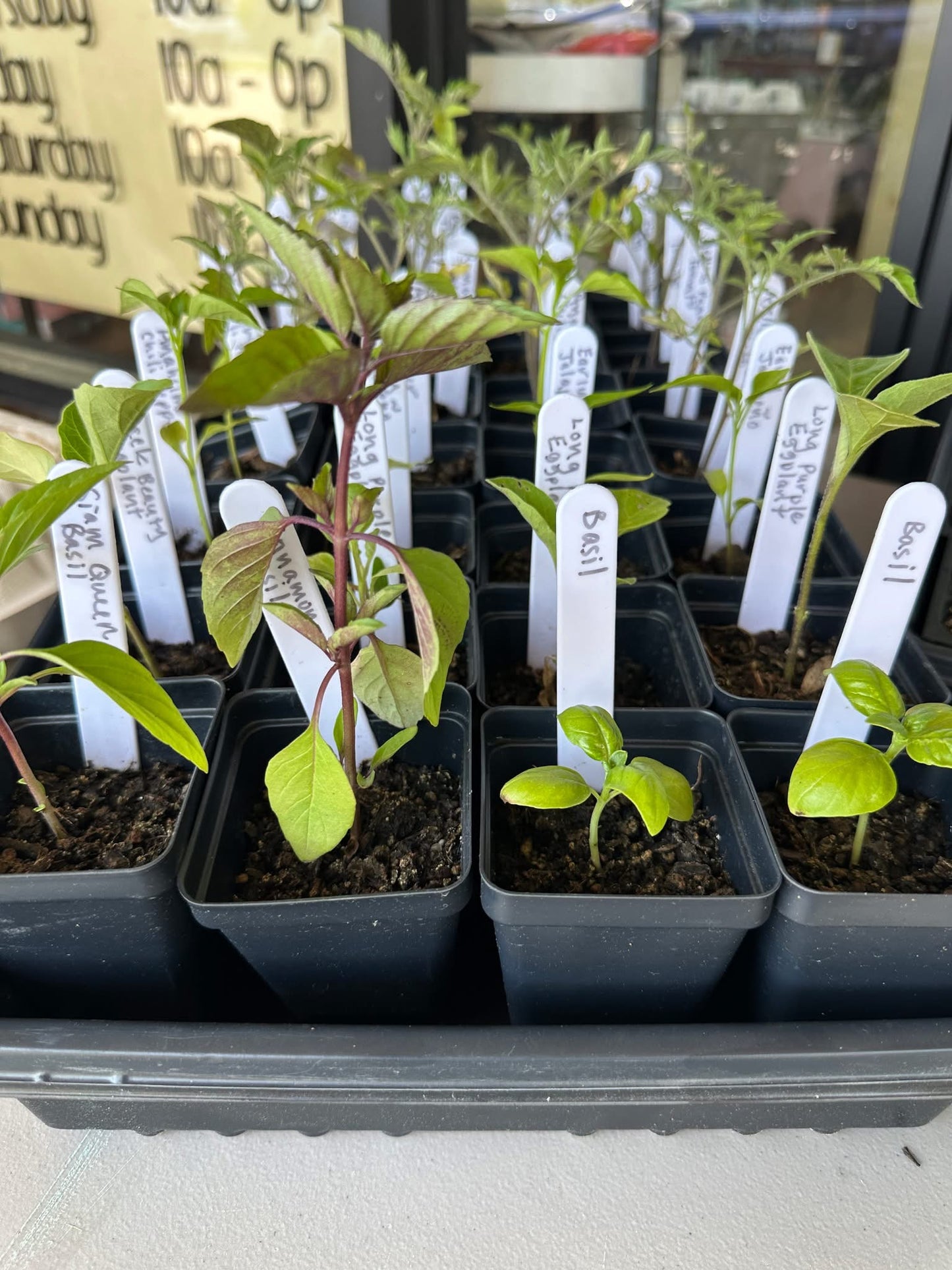 Seed Starting 101 Class